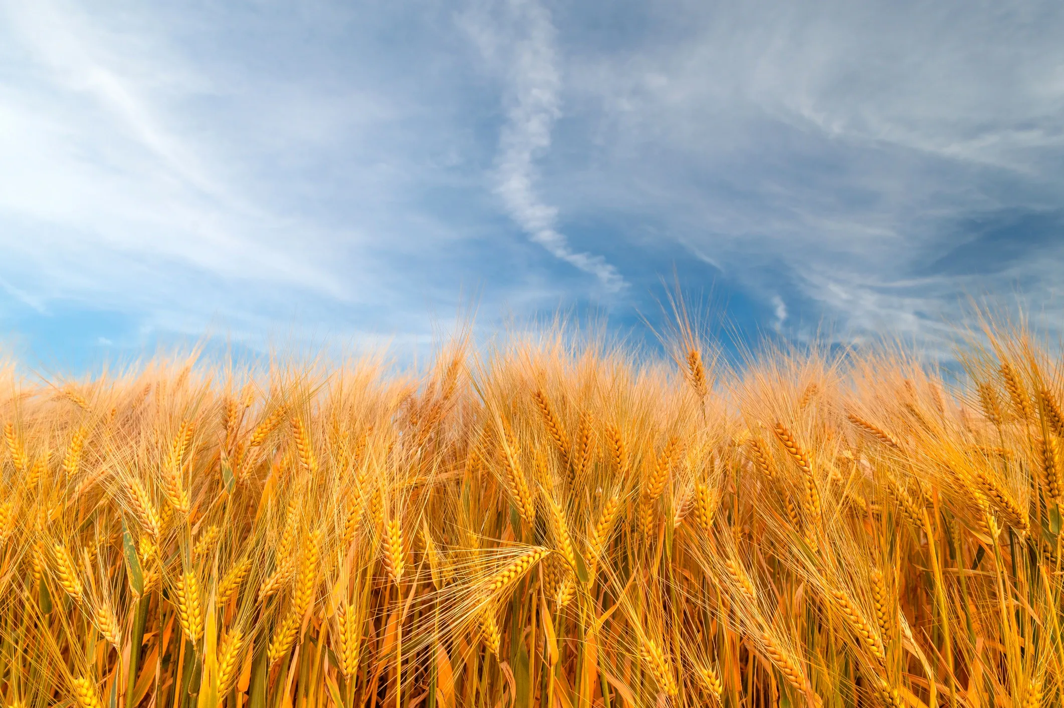 Grains & Cereals